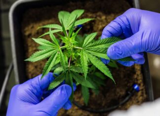 Anvisa propõe regras para produção de cannabis medicinal no Brasil Anvisa propõe regras para produção de cannabis medicinal no Brasil