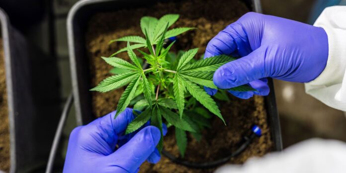 Anvisa propõe regras para produção de cannabis medicinal no Brasil