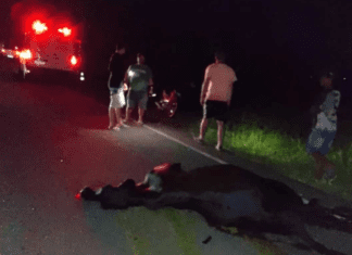 Dois acidentes com animais soltos são registrados na BA-233 entre Ipirá e Itaberaba