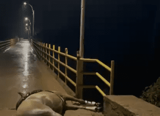 ALERTA DE PERIGO: Ponte entre João Amaro e Boa Vista do Tupim oferece risco de morte