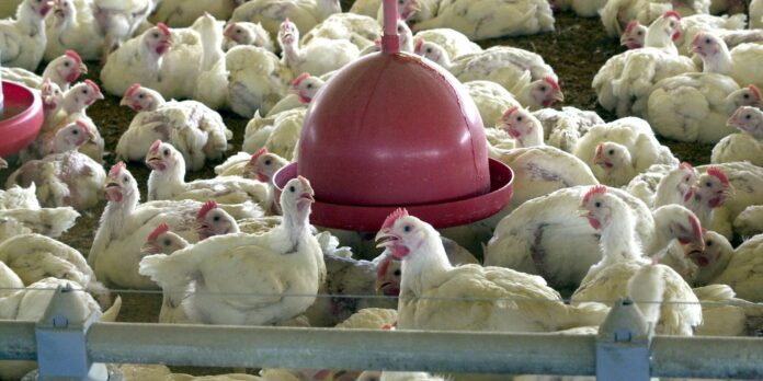 China suspende embargo a frango do Rio Grande do Sul
