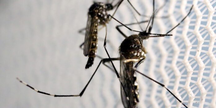 Estudo relaciona risco de morte por dengue à desigualdade social