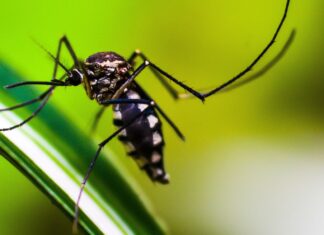 Startup cria tecnologia 3D contra o mosquito Aedes aegypti Startup cria tecnologia 3D contra o mosquito Aedes aegypti