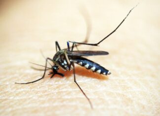 Brasileiros publicam maior estudo já feito sobre sequelas do zika