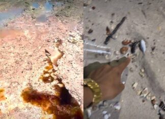 Manchas Azul E Amarela E Peixes Mortos Em Praia De Salvador Preocupam Moradores