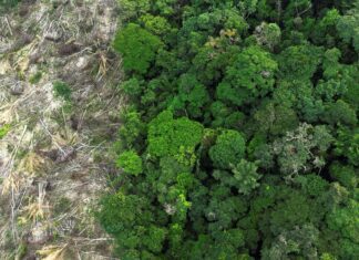 Desmatamento na Amazônia registra a menor taxa em 11 anos Desmatamento na Amazônia registra a menor taxa em 11 anos