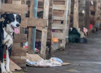 Lei endurece punições e reacende debate sobre maus-tratos a animais Lei endurece punições e reacende debate sobre maus-tratos a animais