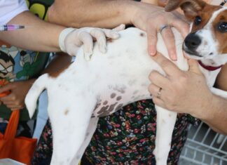 Senado aprova Estatuto dos Cães e Gatos Senado aprova Estatuto dos Cães e Gatos