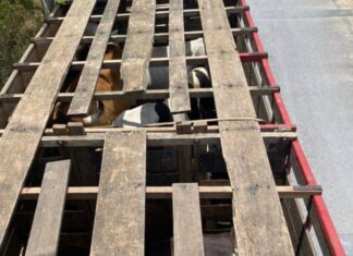 PRF Flagra Transporte Irregular De Bovinos E Aciona órgão Sanitário Na Bahia