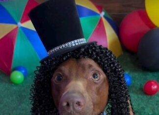 “BloCão”: Concurso De Fantasia De Cachorro Viraliza Nas Redes
