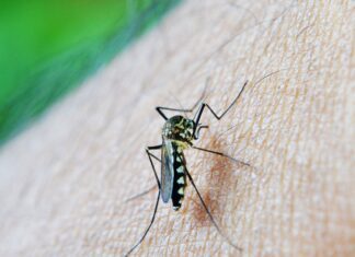 Chikungunya: entenda doença que preocupa Mato Grosso do Sul
