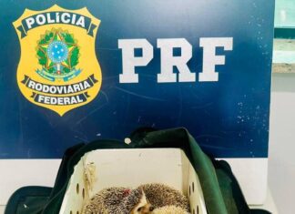 Ouriços Exóticos São Apreendidos Pela PRF Durante Fiscalização Na BR-116