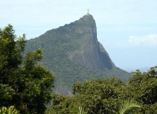 Estudo mostra o impacto das jaqueiras na Mata Atlântica Estudo mostra o impacto das jaqueiras na Mata Atlântica