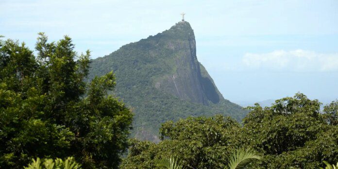 Estudo mostra o impacto das jaqueiras na Mata Atlântica