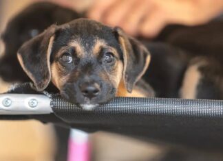 Lei Define Guarda Compartilhada De Animais Lei Define Guarda Compartilhada De Animais