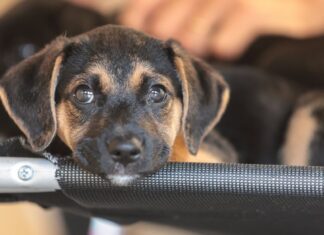 Governo abre consulta pública sobre genéricos e similares veterinários
