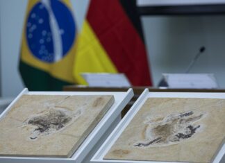 Brasil quer recuperar dinossauros e patrimônios espalhados por 14 país Brasil quer recuperar dinossauros e patrimônios espalhados por 14 país