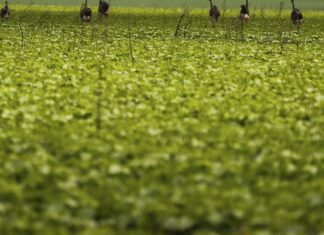CMN passa a exigir fotos com localização comprovada em seguro rural