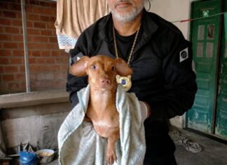 Cães São Resgatados Em Imóvel Com Sinais De Maus-tratos Em Feira De Santana