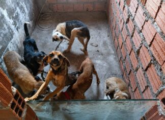 Homem é Preso Suspeito De Realizar Eutanásia Irregular De Cães No Interior Da Bahia