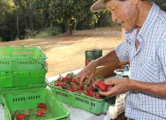 Finep vai pagar R$ 220 milhões para inovações em agricultura familiar