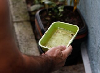 El Niño pode aumentar casos de chikungunya e dengue no Brasil