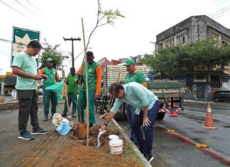 Prefeitura Replanta árvores Em área Alvo De Vandalismo No Comércio