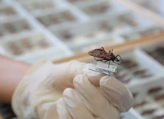Brasil Ganha Nova Opção De Tratamento Contra Doença De Chagas Infantil Brasil Ganha Nova Opção De Tratamento Contra Doença De Chagas Infantil
