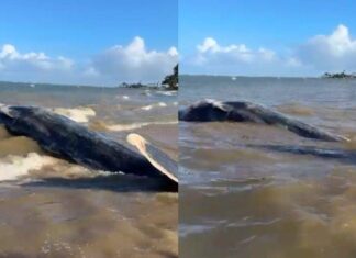 VÍDEO: Baleia-jubarte é Encontrada Morta Na Praia Da Gamboa