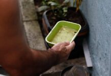 El Niño Pode Elevar Casos De Dengue No Brasil, Alerta Ministério Da Saúde El Niño Pode Elevar Casos De Dengue No Brasil, Alerta Ministério Da Saúde