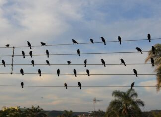Foto de pássaros em fios elétricos vira sinfonia premiada em Cannes Foto de pássaros em fios elétricos vira sinfonia premiada em Cannes