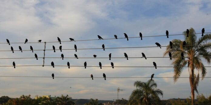 Foto de pássaros em fios elétricos vira sinfonia premiada em Foto de pássaros em fios elétricos vira sinfonia premiada em Cannes