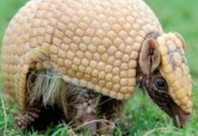 Mascote da Copa, tatu-bola continua ameaçado e terá plano de proteção Mascote da Copa, tatu-bola continua ameaçado e terá plano de proteção