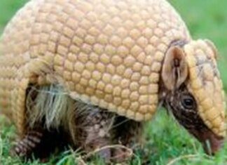 Mascote da Copa, tatu-bola continua ameaçado e terá plano de proteção Mascote da Copa, tatu-bola continua ameaçado e terá plano de proteção