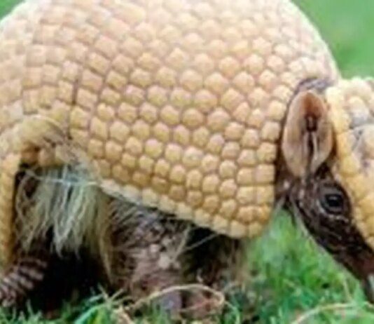 Mascote da Copa, tatu-bola continua ameaçado e terá plano de proteção Mascote da Copa, tatu-bola continua ameaçado e terá plano de proteção