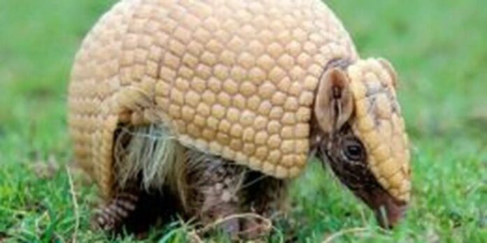 Mascote da Copa, tatu-bola continua ameaçado e terá plano de Mascote da Copa, tatu-bola continua ameaçado e terá plano de proteção