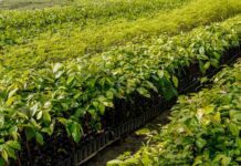 Viveiro no Pará busca preservar trecho da Floresta Amazônica em pé Viveiro no Pará busca preservar trecho da Floresta Amazônica em pé