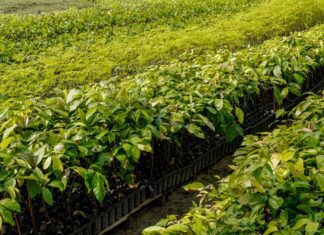 Viveiro no Pará busca preservar trecho da Floresta Amazônica em pé Viveiro no Pará busca preservar trecho da Floresta Amazônica em pé
