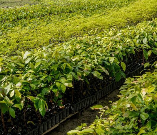 Viveiro no Pará busca preservar trecho da Floresta Amazônica em pé Viveiro no Pará busca preservar trecho da Floresta Amazônica em pé