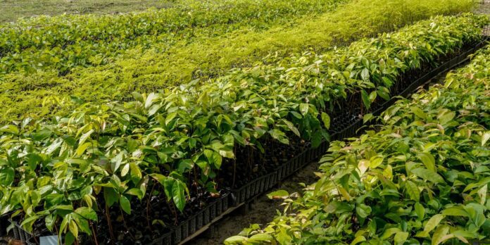 Viveiro no Pará busca preservar trecho da Floresta Amazônica em Viveiro no Pará busca preservar trecho da Floresta Amazônica em pé