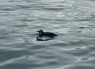 Pinguim é Resgatado Em área Portuária De Salvador