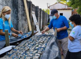 Produção De Sementeiras Impulsiona Restauração De Corais Na Baía De Todos-os-Santos