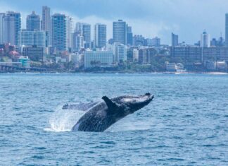 Temporada Das Baleias Movimenta Turismo De Observação Em Salvador