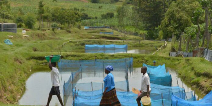 fao-fishing-tilapia1.jpg