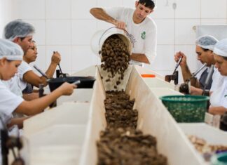 Consulta sobre bens sustentáveis no acordo Mercosul–UE acaba na quarta