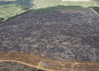 Fiscalização Identifica 205 Hectares De Desmatamento Ilegal Na Bahia
