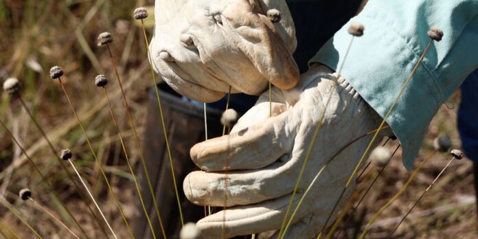 Plantas consideradas extintas são reencontradas em Minas Gerais Plantas consideradas extintas são reencontradas em Minas Gerais