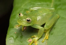 Rã De Pouco Mais De 2 Centímetros é Identificada Como Nova Espécie No Cerrado Rã De Pouco Mais De 2 Centímetros é Identificada Como Nova Espécie No Cerrado