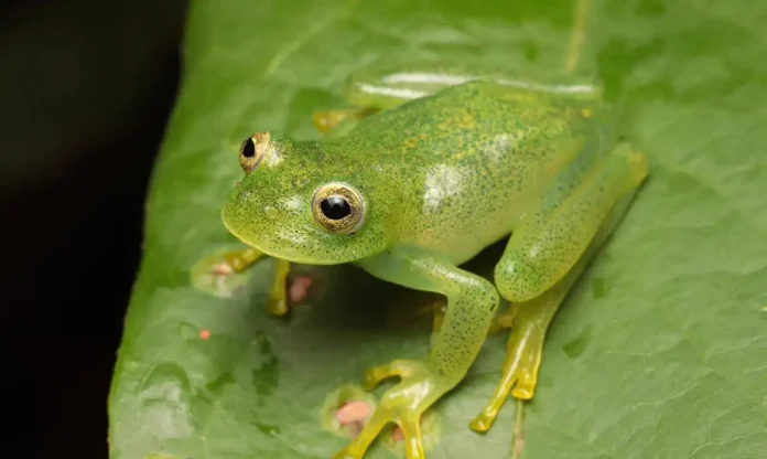 Rã De Pouco Mais De 2 Centímetros é Identificada Como Nova Espécie No Cerrado