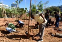 Salvador Planta 3,6 Mil árvores Em área De 5 Mil M²; Veja Onde Fica A Microfloresta Salvador Planta 3,6 Mil árvores Em área De 5 Mil M²; Veja Onde Fica A Microfloresta